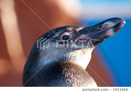 Humboldt penguin of the deer face 3453466