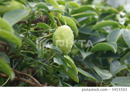 AkibiKinTō畫得很大。 3453503