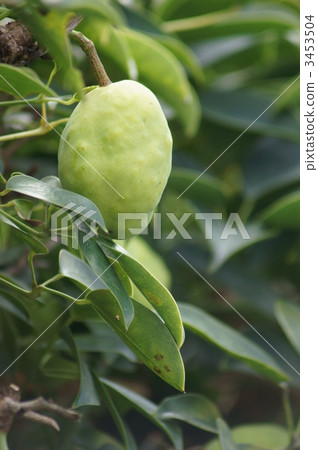 AkibiKinTō畫得很大。 3453504