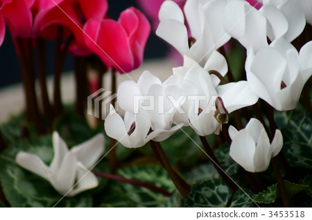 仙客來柴火花 仙客來柴火花 3453518