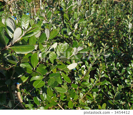 Feijoa leaves Feijoa leaves 3454412