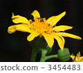 Hankaisou 3454483