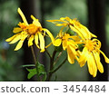 Hankaisou 3454484