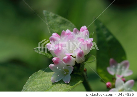 戟葉蓼 桑伯格的虎杖 植物 3454826