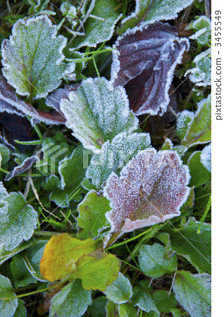 磨砂的野草 3455549