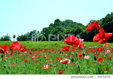 Poppy field Poppy field 3455878