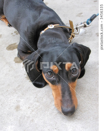 迷你臘腸犬 毛孩 動物 3456335