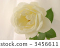 White roses (sideways) 3456611