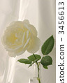 White rose (vertical) 3456613