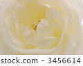 White roses (Front up) 3456614