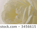 White rose (side up) 3456615