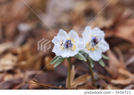 開花在satoyama的花植物的草 開花在satoyama的花植物的草 3456721