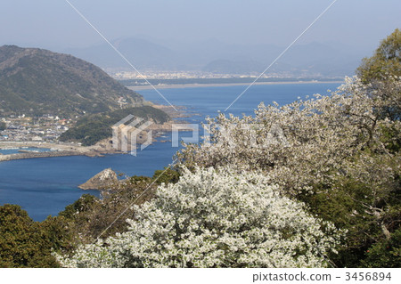 櫻花 櫻 賞櫻 3456894