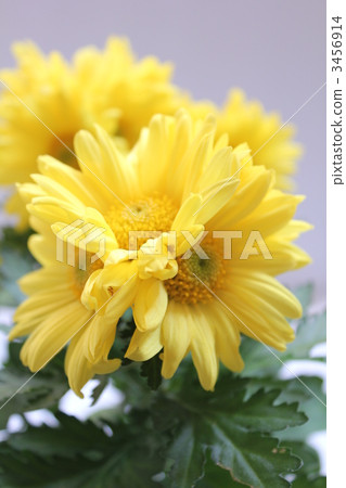 Yellow chrysanthemum 3456914