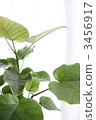 Umbelata 3456917
