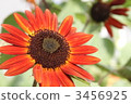 Red sunflower 3456925