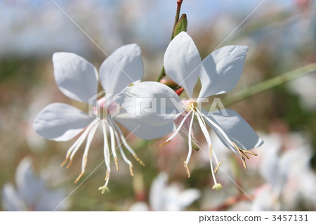 Two wheeled Gaula (Hawks) 3457131