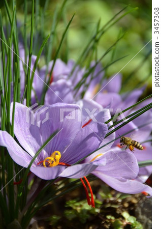 Saffron and honey bees Saffron and honey bees 3457308