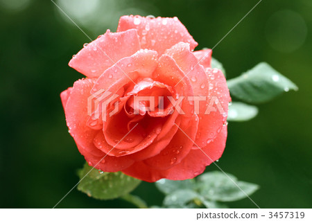 Roses (Yasaka) Roses (Yasaka) 3457319