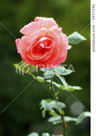Roses (Yasaka) Roses (Yasaka) 3457346