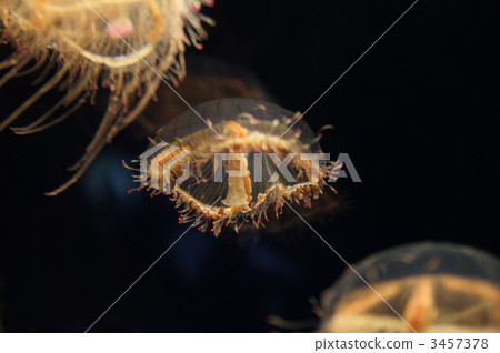 poisonous, venomous, underwater photograph 3457378