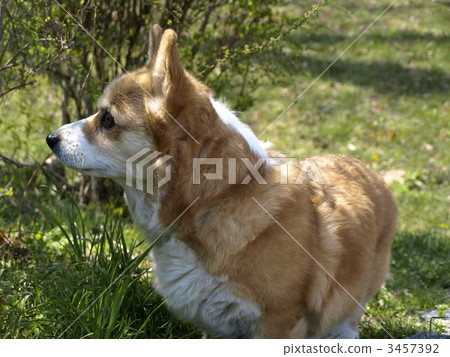 Corgi in the afternoon 3457392