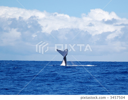 Tahiti Papeete's whale Tahiti Papeete's whale 3457504
