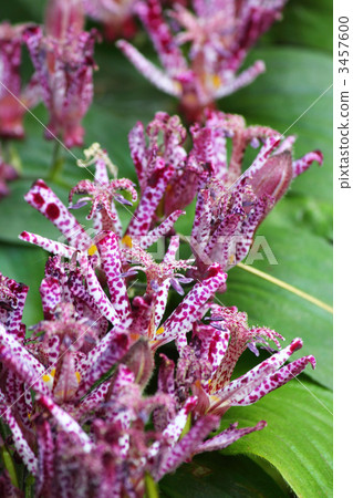 台灣Hototogisu花 3457600