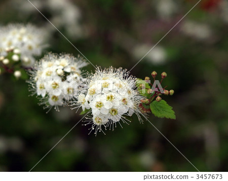 aizu meadowsweet, petal, petals 3457673