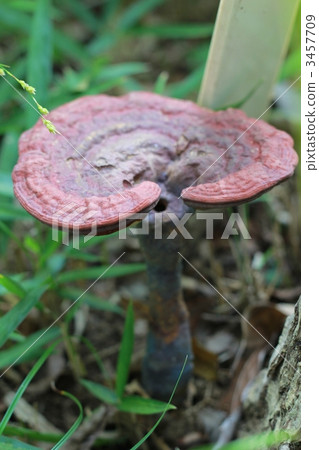 靈芝 3457709