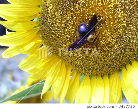 Bee and sunflower 3457726