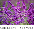 鼠尾草 花園 植物 3457953