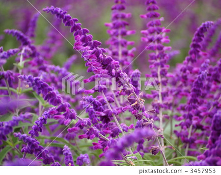鼠尾草 花園 植物 3457953