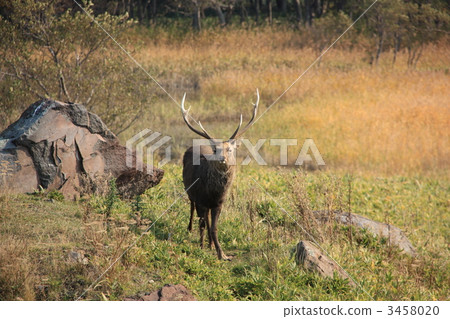 Shiretoko Deer Shiretoko Deer 3458020