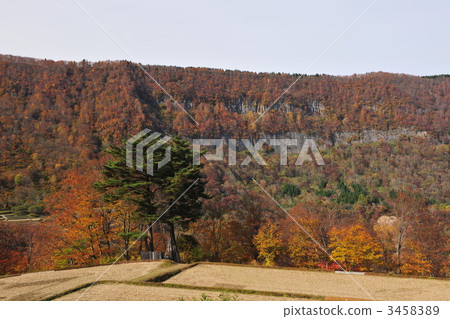 Autumn leaves of Akiyama Township 3458389