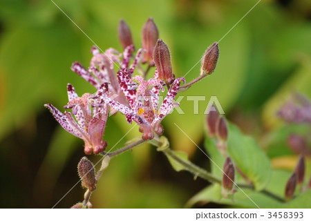 polka dot, polka dots, garden plant 3458393