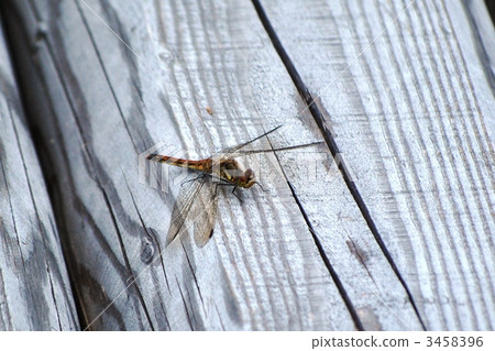 red dragonfly, variety of red dragonfly, dragonfly 3458396