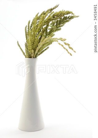 水稻圓錐花序和飛行的耳朵 3458491