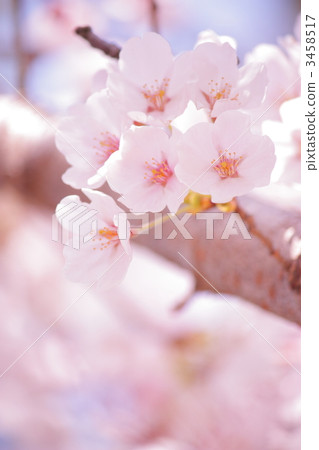 Cherry Blossoms Cherry Blossoms 3458517