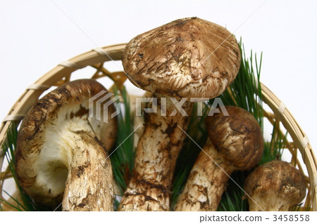 松茸蘑菇 3458558