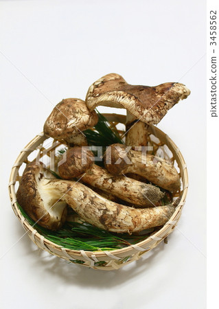 松茸蘑菇 3458562