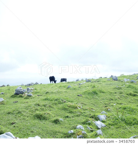 牧場 風景 四國喀斯特 3458703