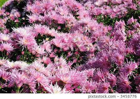 japanese food, japanese cuisine, niigatcity 3458776