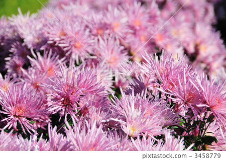 edible chrysanthemum edible chrysanthemum 3458779