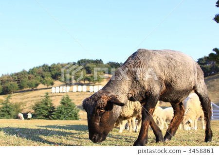 牧羊犬表演 3458861