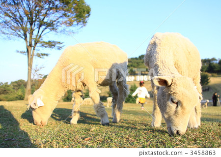 Sheepdog show 3458863