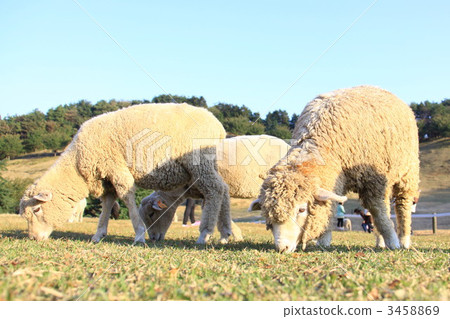 牧羊犬表演 3458869