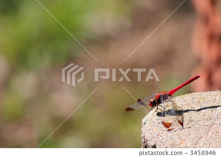 Konoshimetorbo Konoshimetorbo 3458946