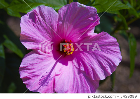 Hibiscus flowers (Island of Hawaii) Hibiscus flowers (Island of Hawaii) 3459099