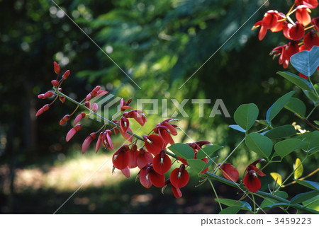 刺桐嵴嘉麗 海紅豆樹 花朵 3459223
